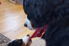 puppy3