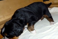 orange-2weekb