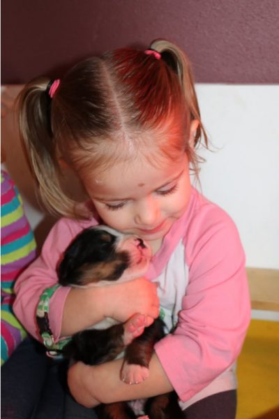 swiss bernese mountain dog - puppy and child