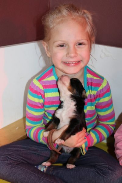 swiss bernese mountain dog - puppy and child