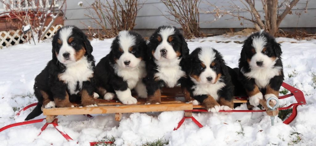 swiss bernese mountain dog - puppies on sled
