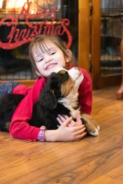 swiss bernese mountain dog - puppy and child