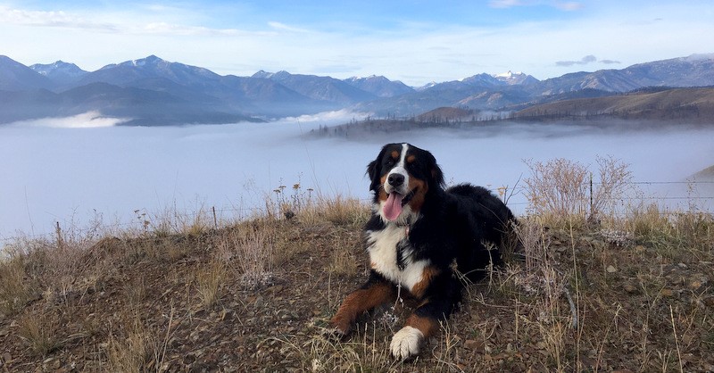 Kristen & Brian Drye Bernese Dog