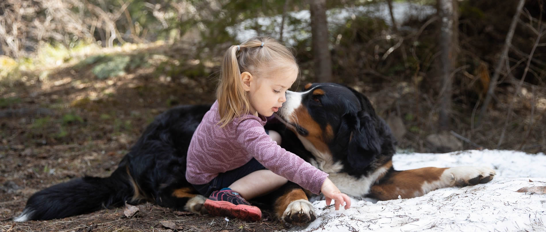swiss bernese mountain dog and child